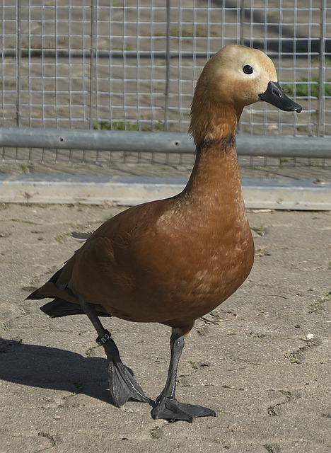 他依賴於與