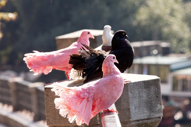 比赛结果的 比赛结果的